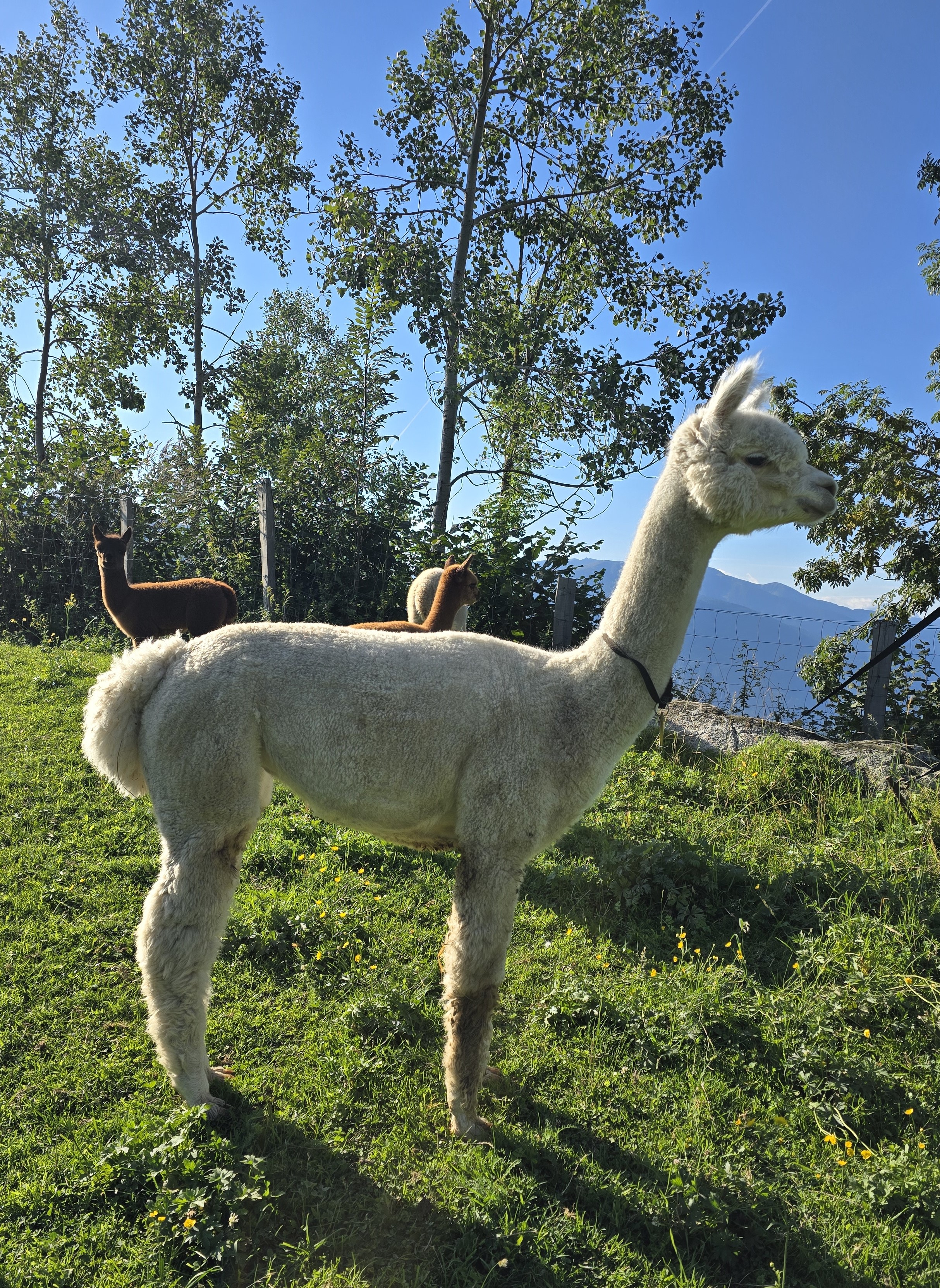 white alpaca female