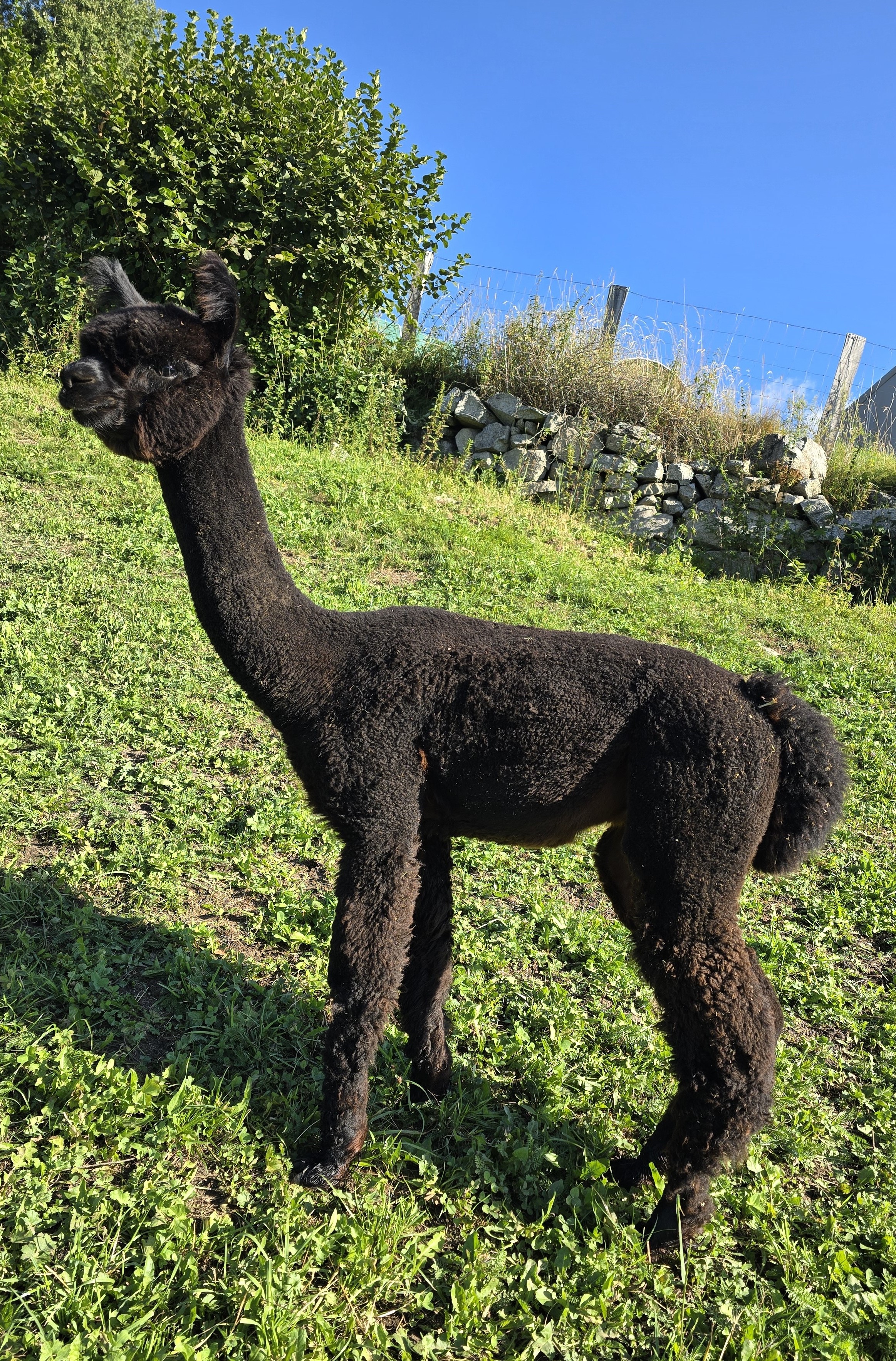 Young black alpaca on green field, greenhouse and hills in background.