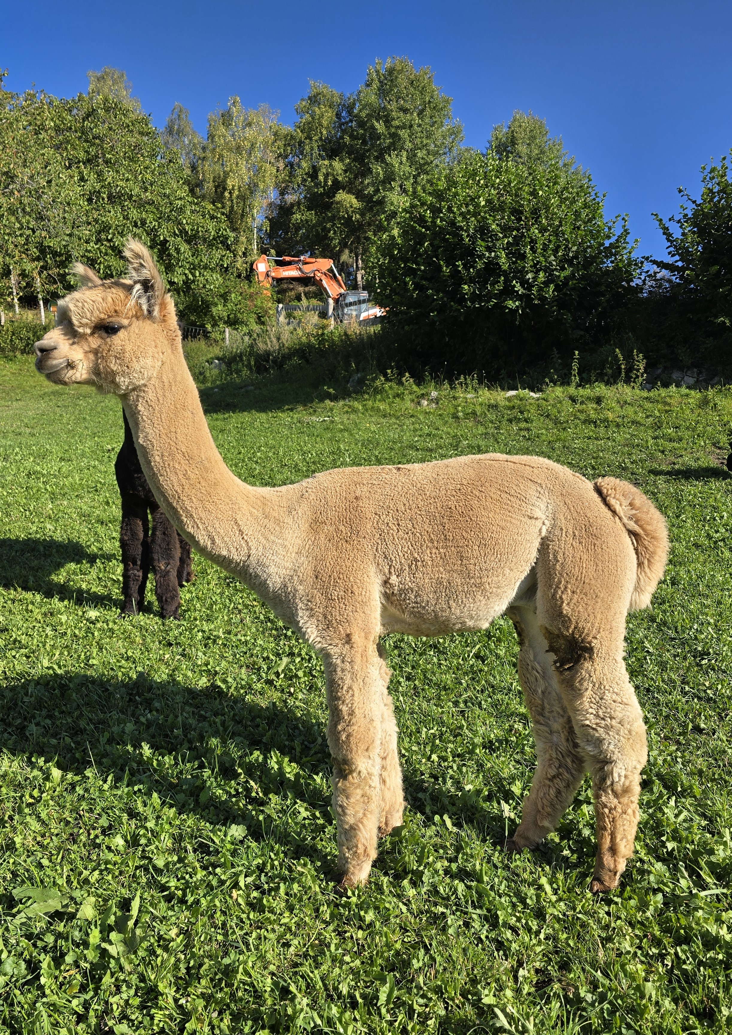 fawn alpaca male on a green field