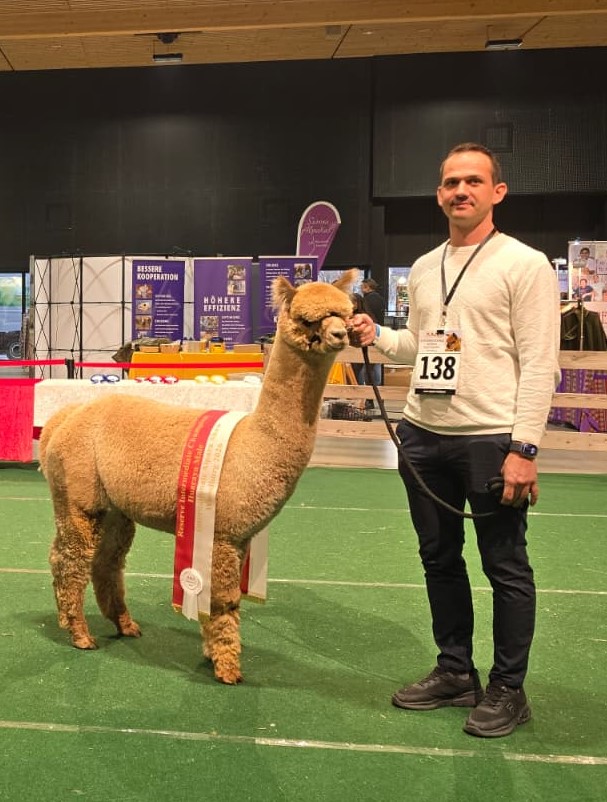 fawn alpaca male on a green field