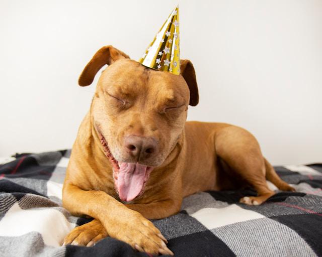 Veterinary Marketing Partners with Springfield Animal Hospital for Smarter Pet Care Outreach