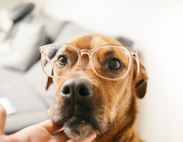 Advancing Pet Eye Care in Plano, Texas with Veterinary Marketing