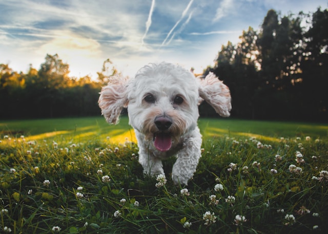 Veterinary Marketing Partners with St. Johns, FL Animal Hospital to Strengthen Pet Care and Community Outreach