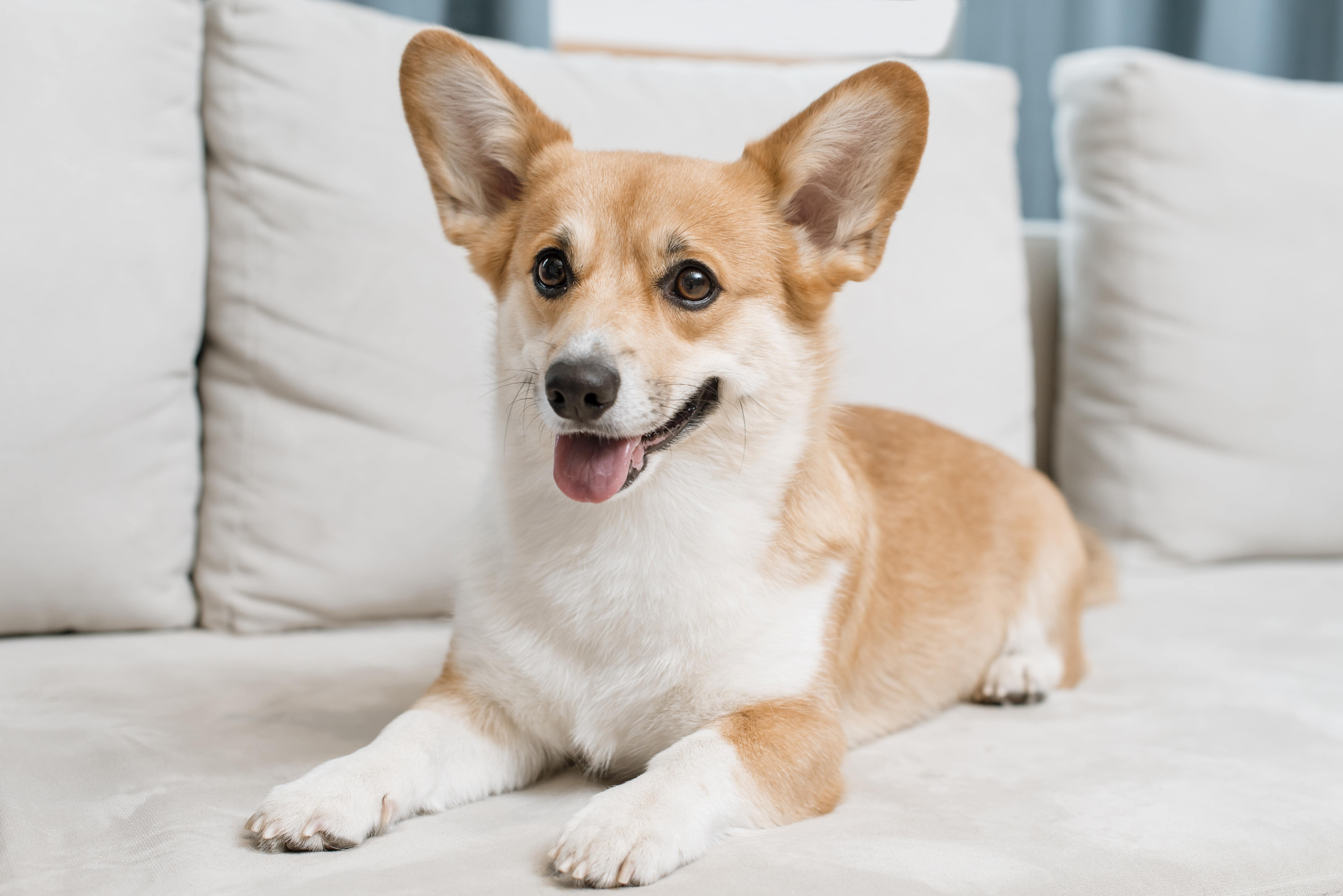 Granby, MO Veterinary Clinic Partners with VeterinaryMarketing.com for New Website and Digital Marketing