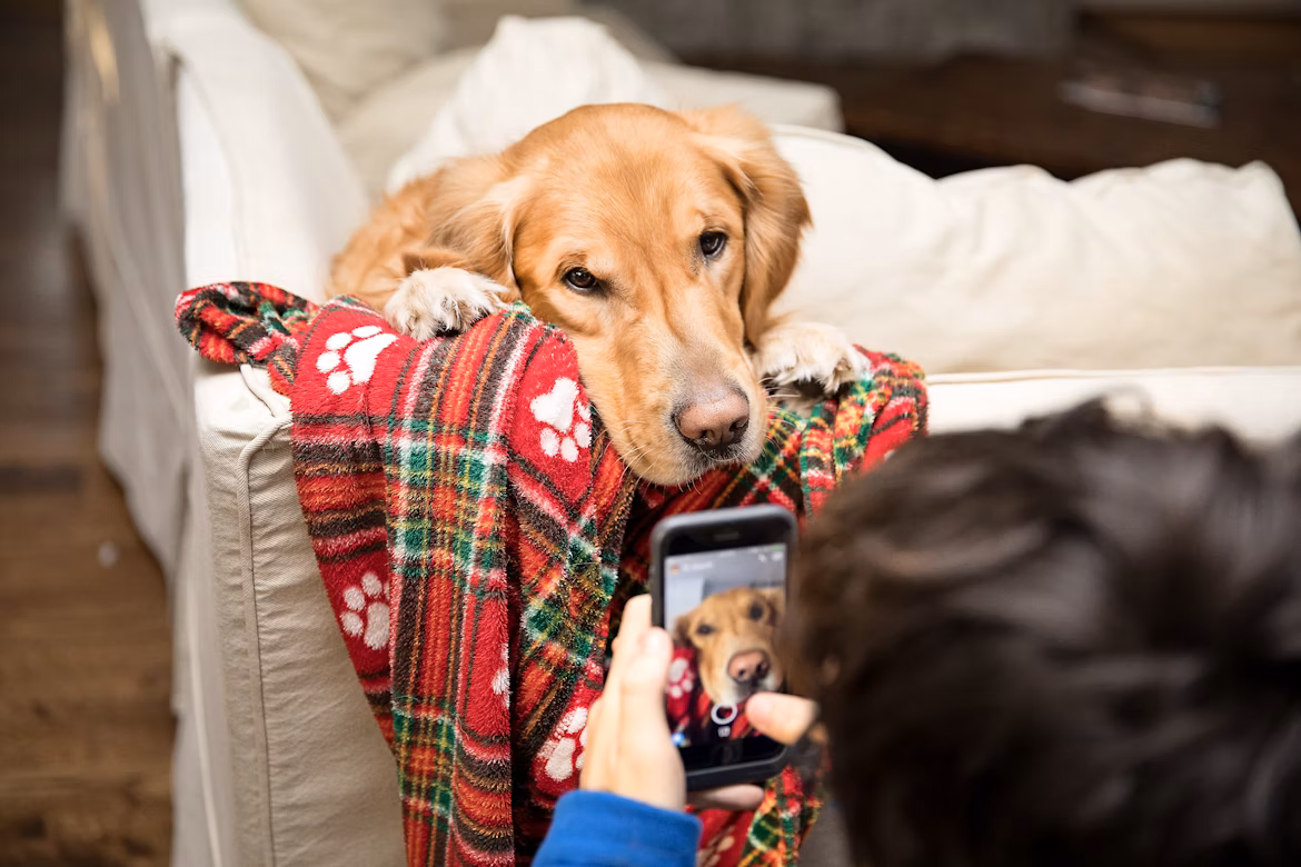 10 Social Media Post Ideas for Veterinary Clinics in July (Summer, Holidays & More)