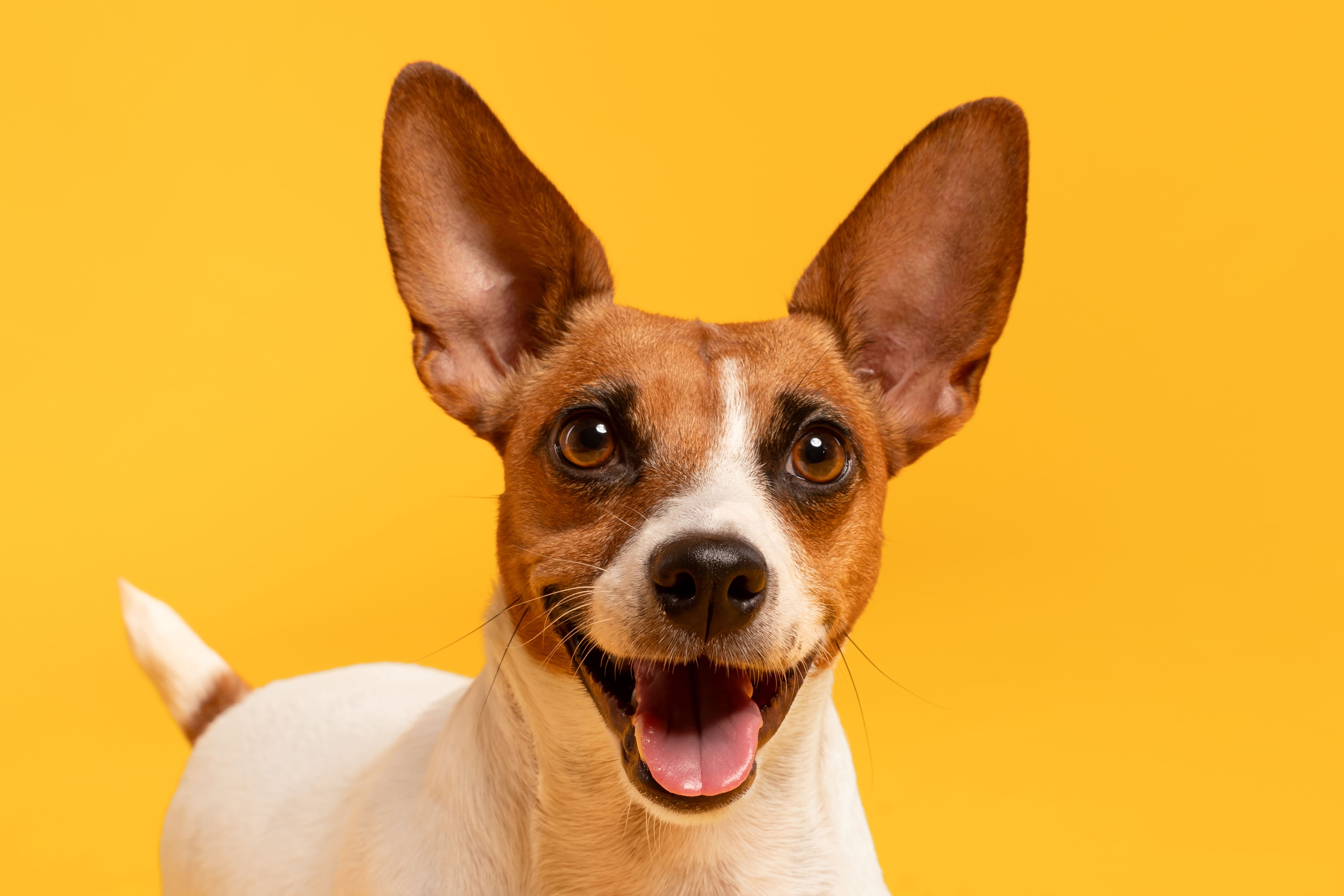 Pet Wellness Center Selects Veterinary Marketing to Boost Authority and Client Retention in Georgia