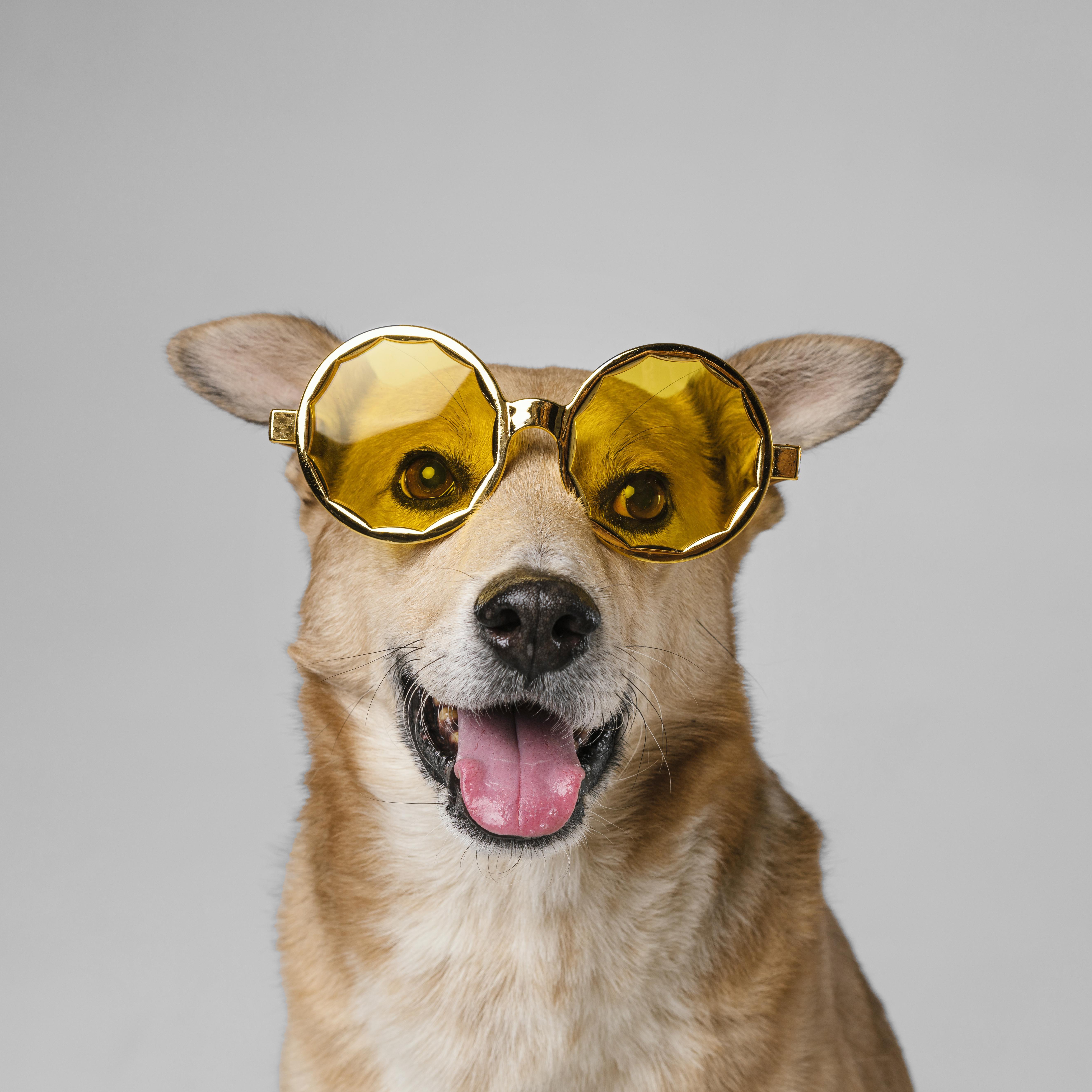 Premier Tucson Veterinary Clinic Engages Digital Growth Firm to Maximize Pet Health Reach and Community Connection