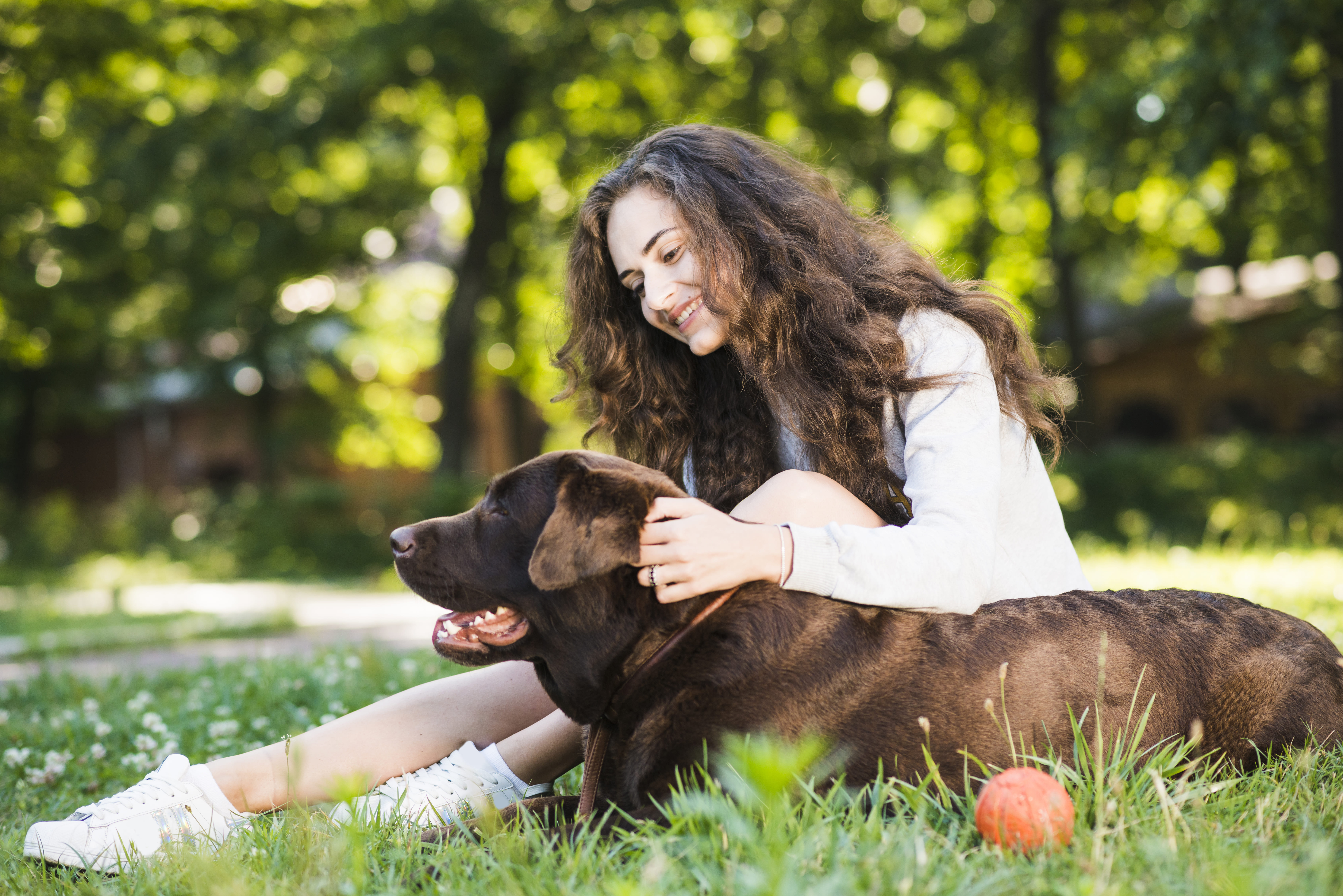 Veterinary Marketing Helps Clarify Online Path for Specialized Pet Dental Provider in Vienna, VA