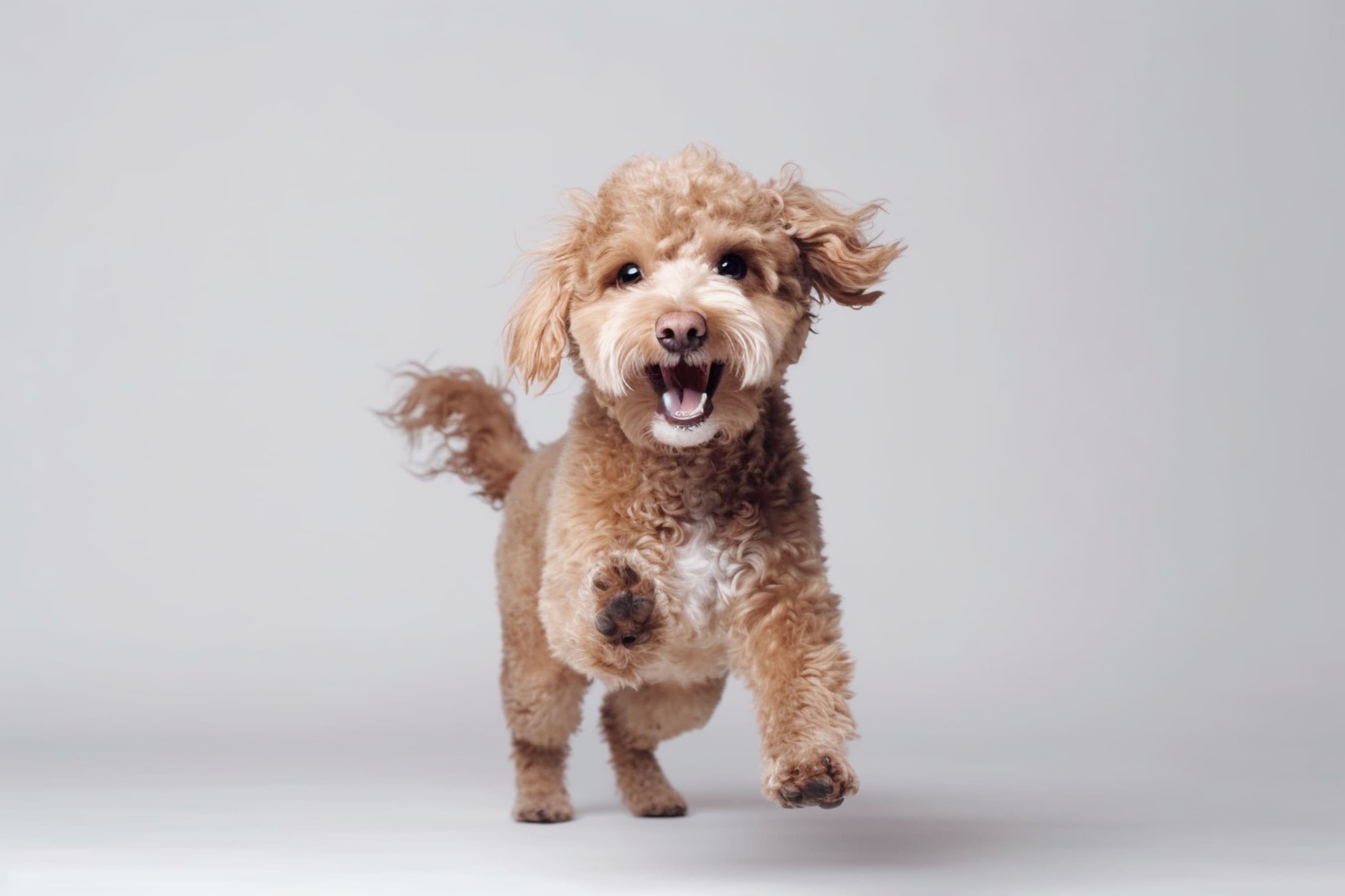 Veterinary Marketing Partners with a Mobile Veterinary Clinic in Frisco, TX to Bring Pet Care Directly to Homes