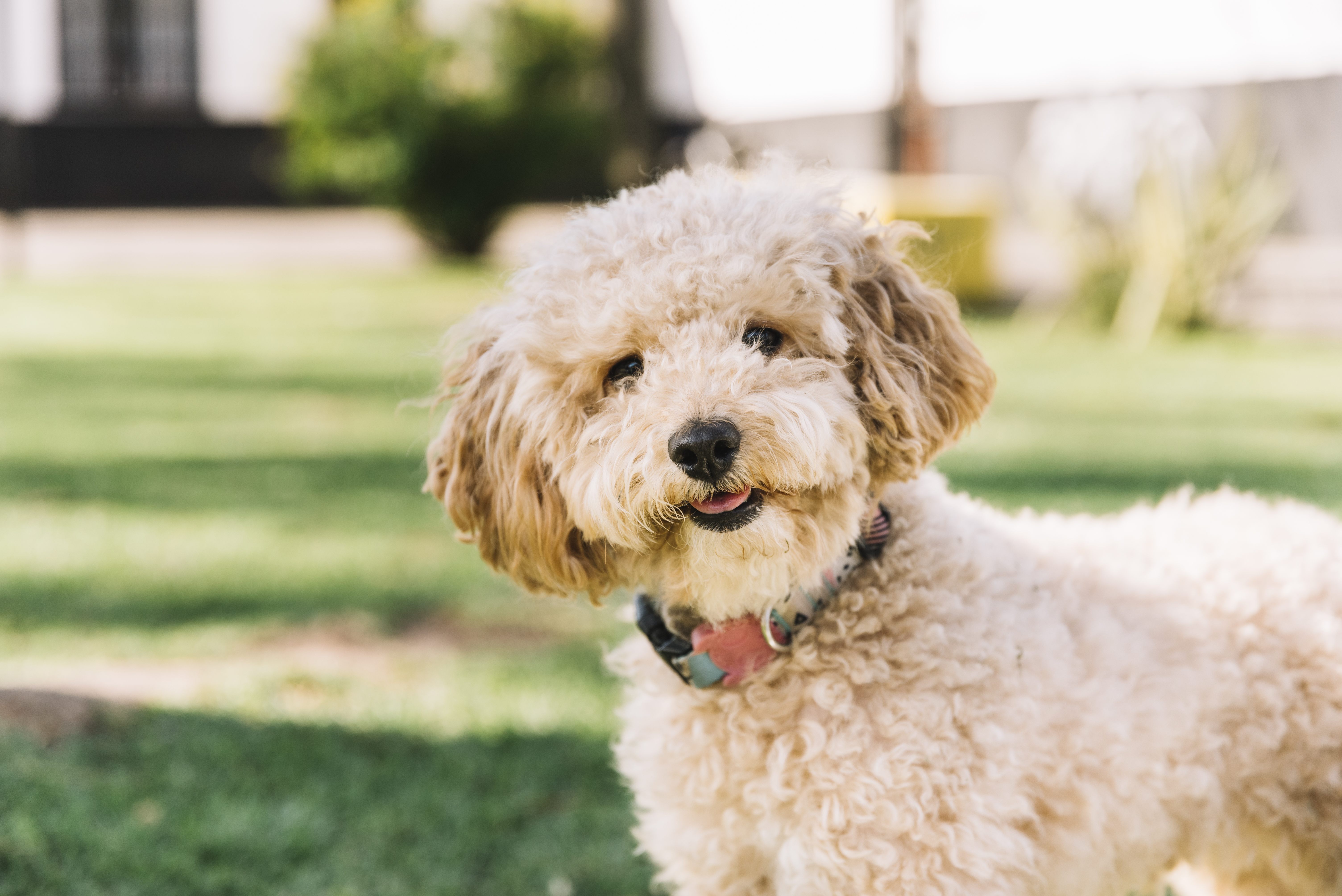 Veterinary Marketing Taps into Specialized Market, Partnering with Behavioral Medicine Experts in the Carolinas