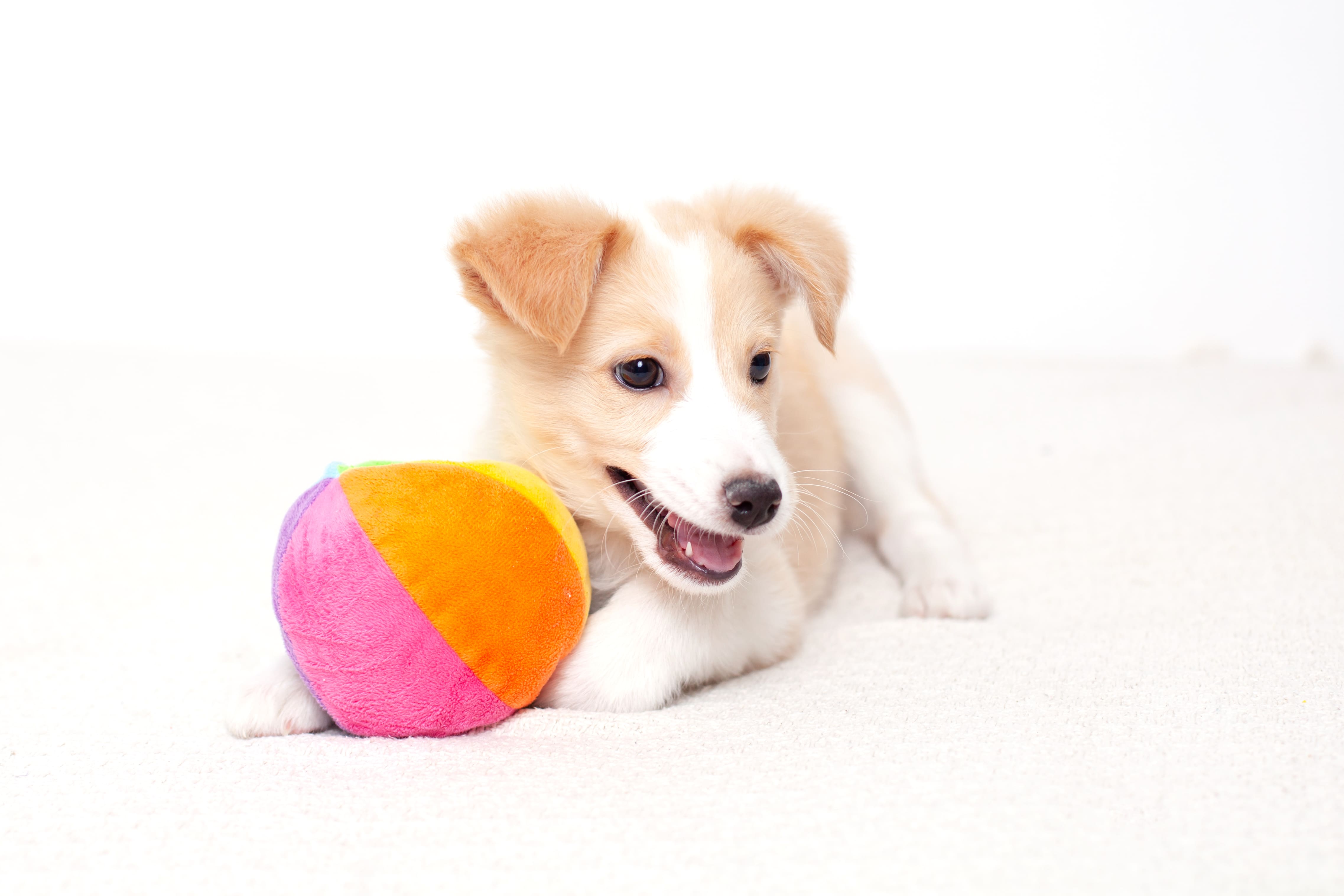Veterinary Marketing to Support the Upcoming Launch of a New Veterinary Clinic in Virginia Beach, VA