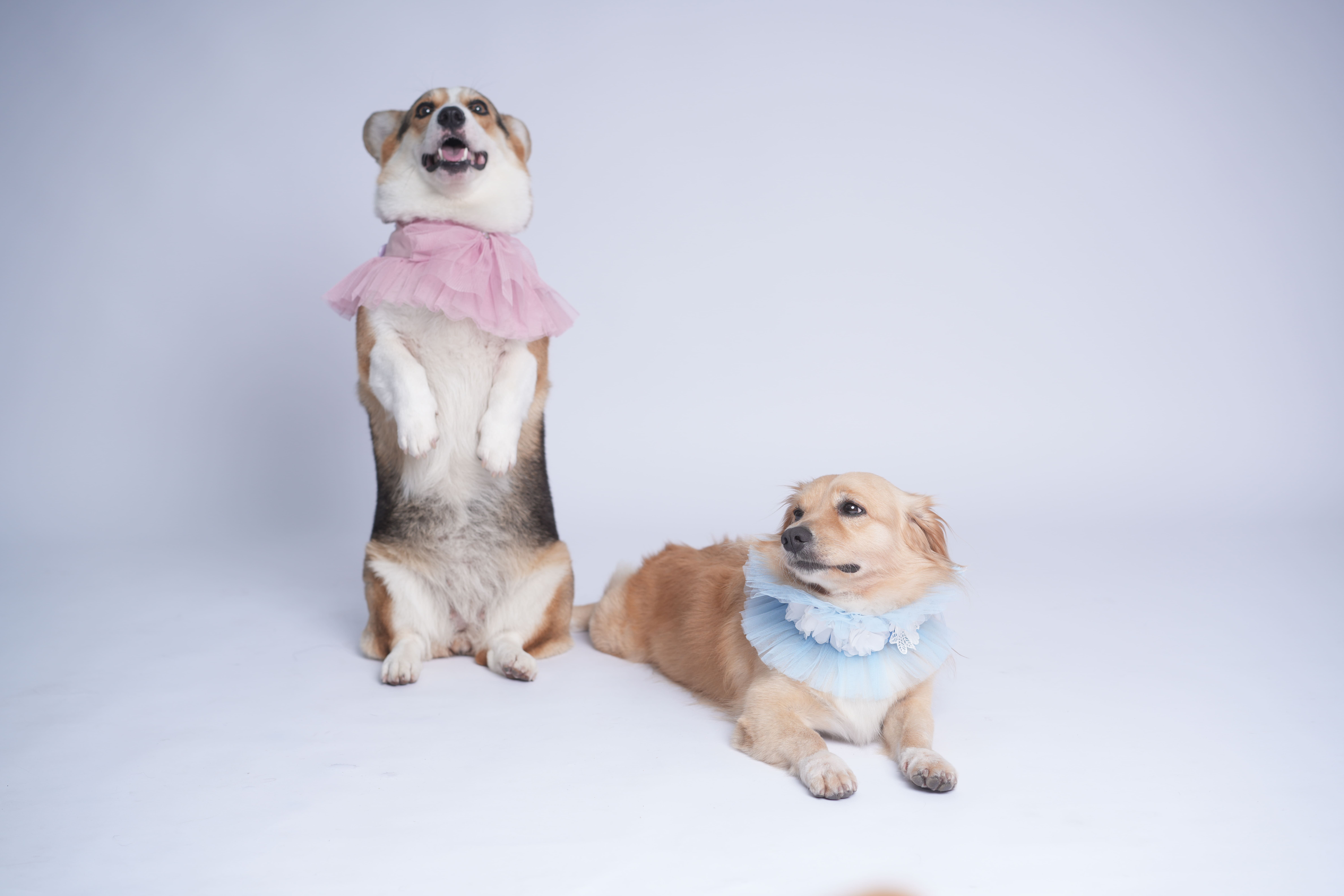 Veterinary Marketing Partners with a Buzzards Bay, MA Veterinary Practice to Make Pet Care Easier to Navigate