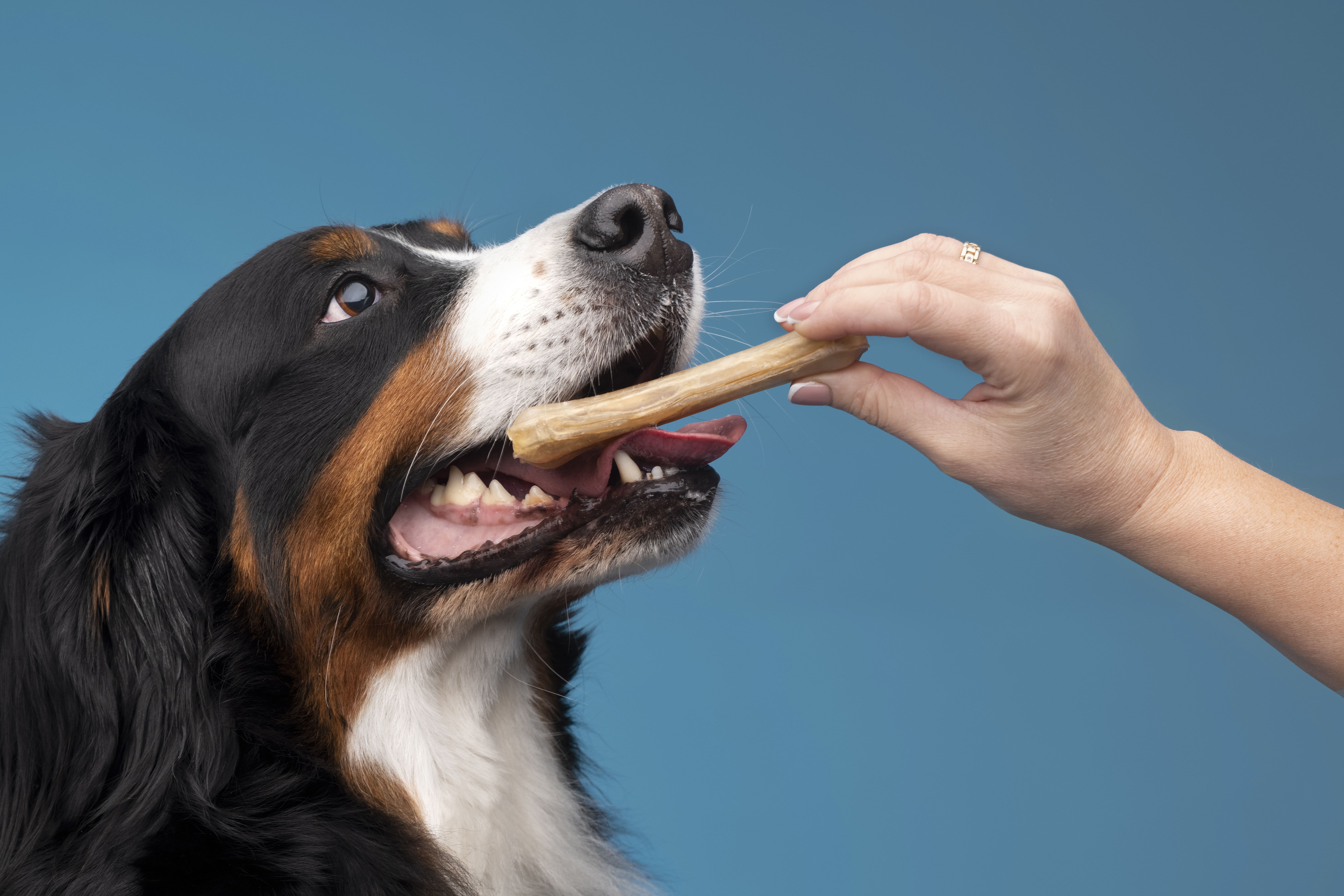 Veterinary Marketing Helps Reflect a More Personalized Approach to Pet Care for a Staten Island, NY Veterinary Practice