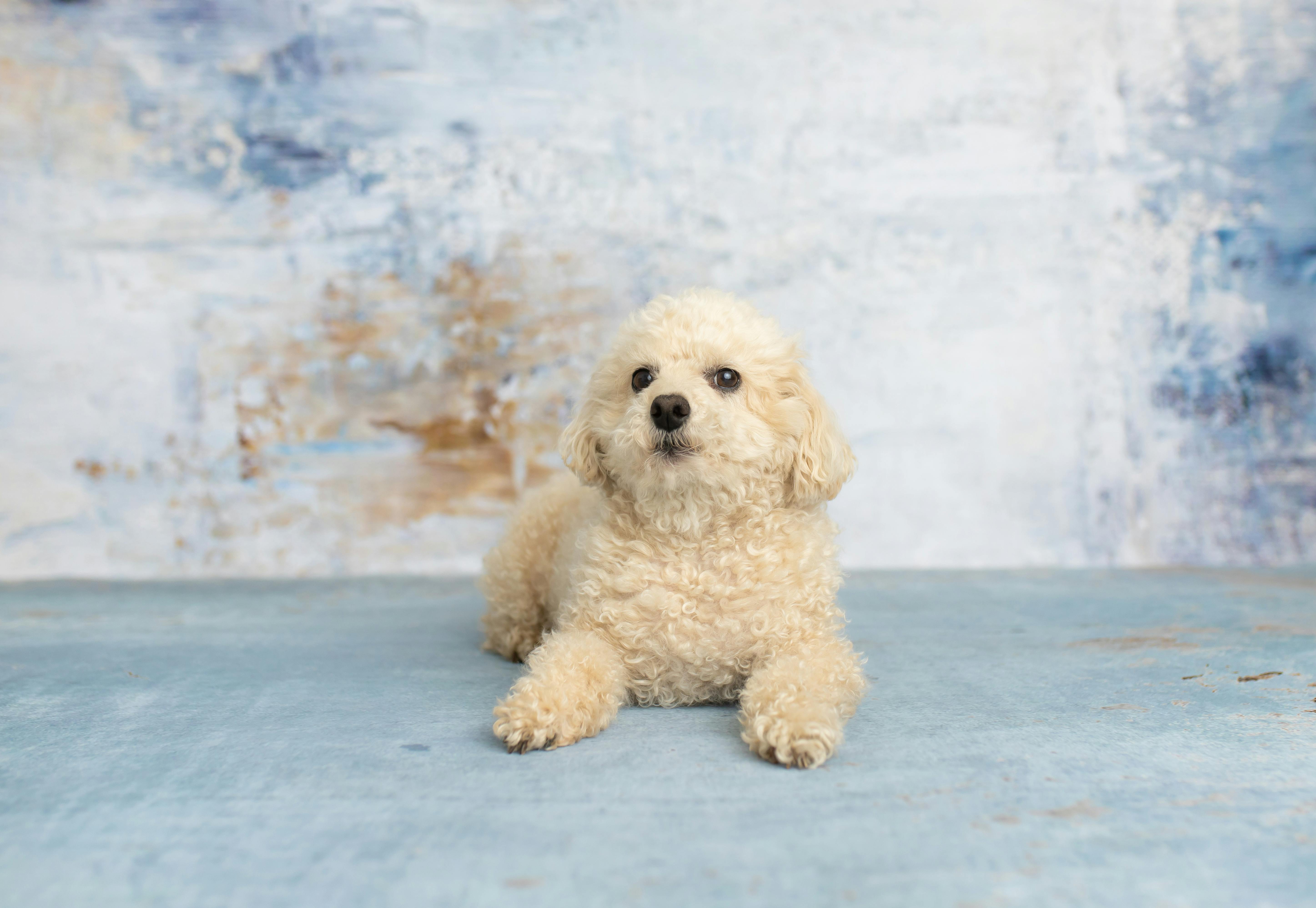 Veterinary Marketing Highlights a Different Kind of Veterinary Experience in Miramar, FL
