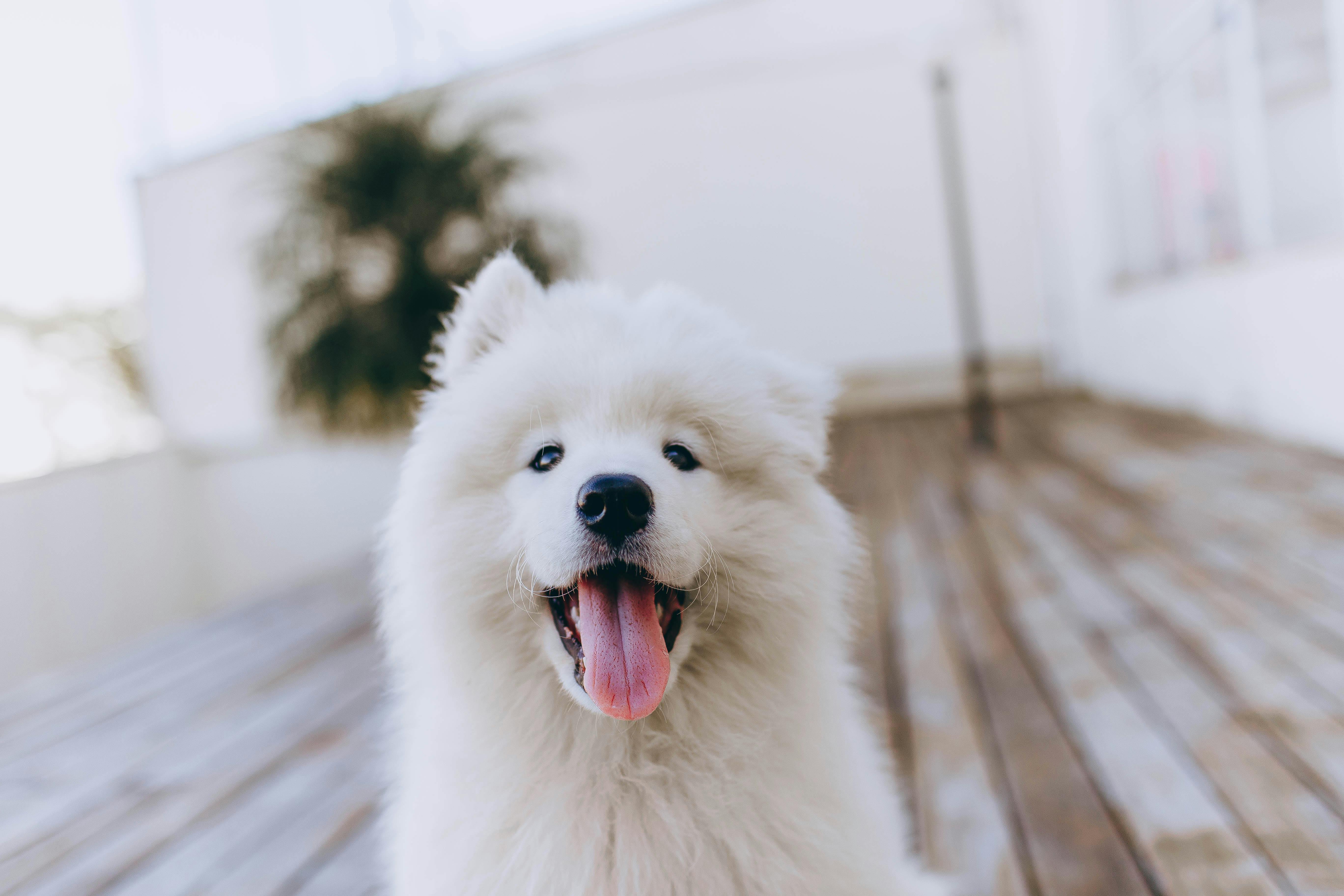 Veterinary Marketing Joins Early Planning Efforts for New Veterinary Practice Coming to Englewood, FL