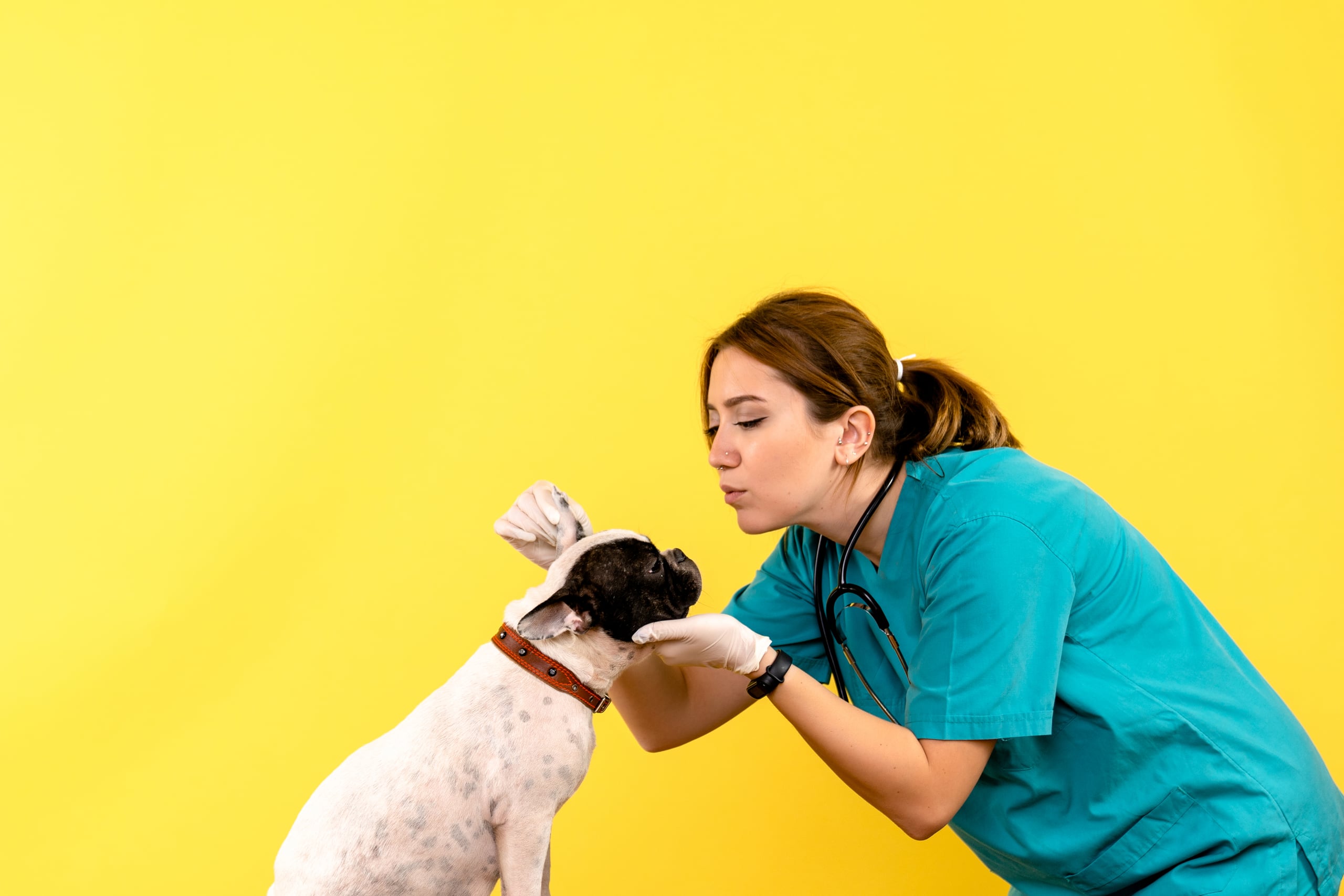 Veterinary Marketing Brings a Performance-Driven Growth Strategy to a Fort Myers, FL Veterinary Practice