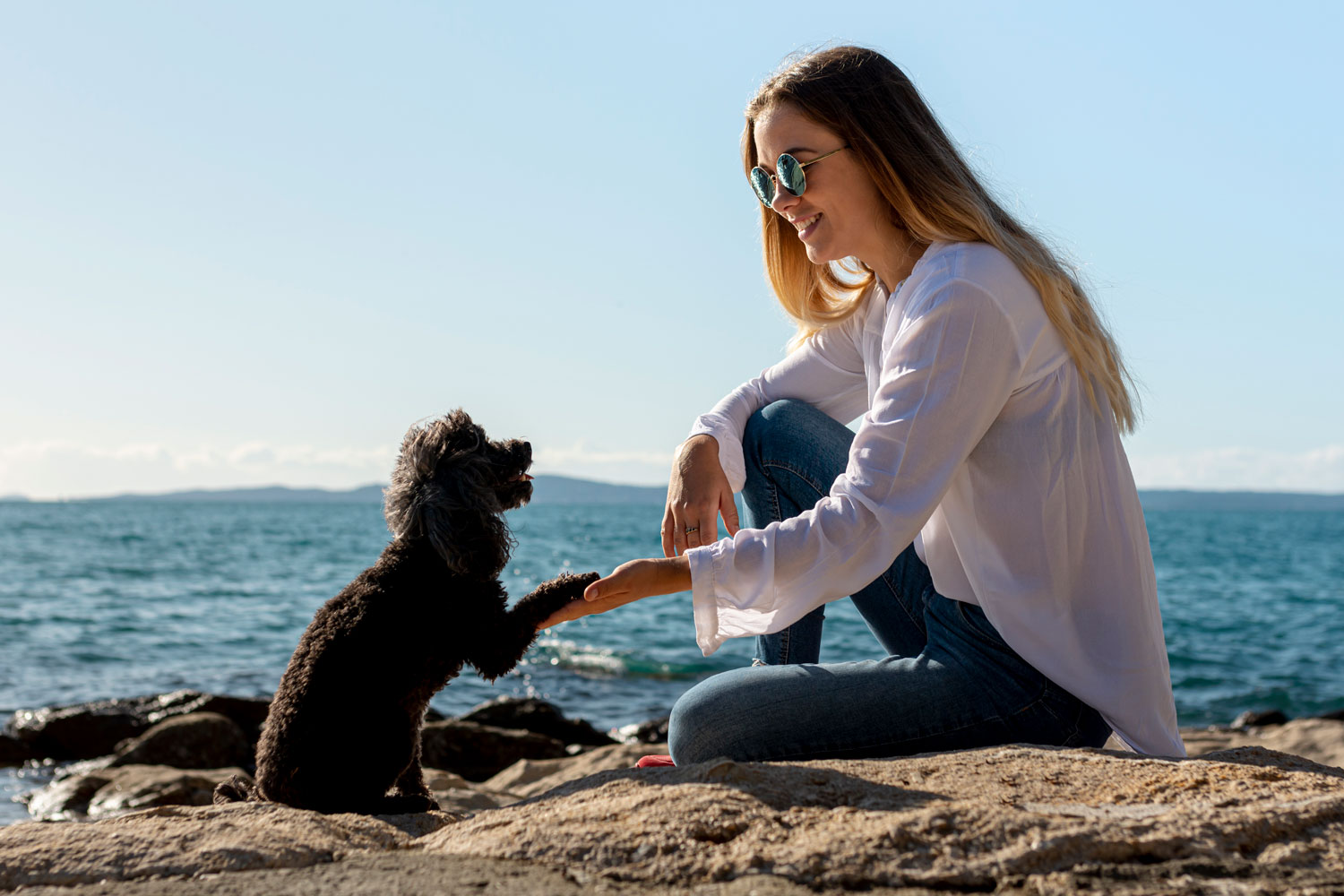 Veterinary Marketing Helps Shape the Launch of a New Mobile Veterinary Practice in Port Richey, FL