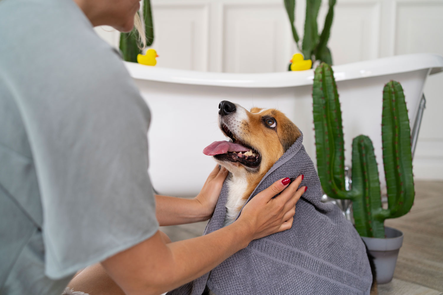 Veterinary Marketing Helps a Kittery, ME Pet Care Business Put More Focus on the Grooming, Daycare and Boarding Experience