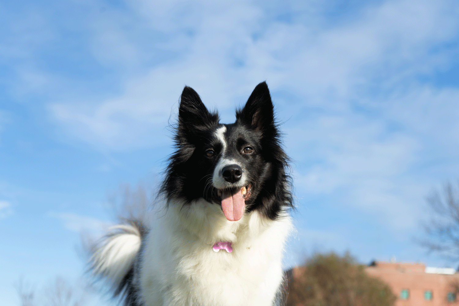 Veterinary Marketing Supports the Next Stage of Growth for a Specialized Veterinary Practice in Homestead, FL