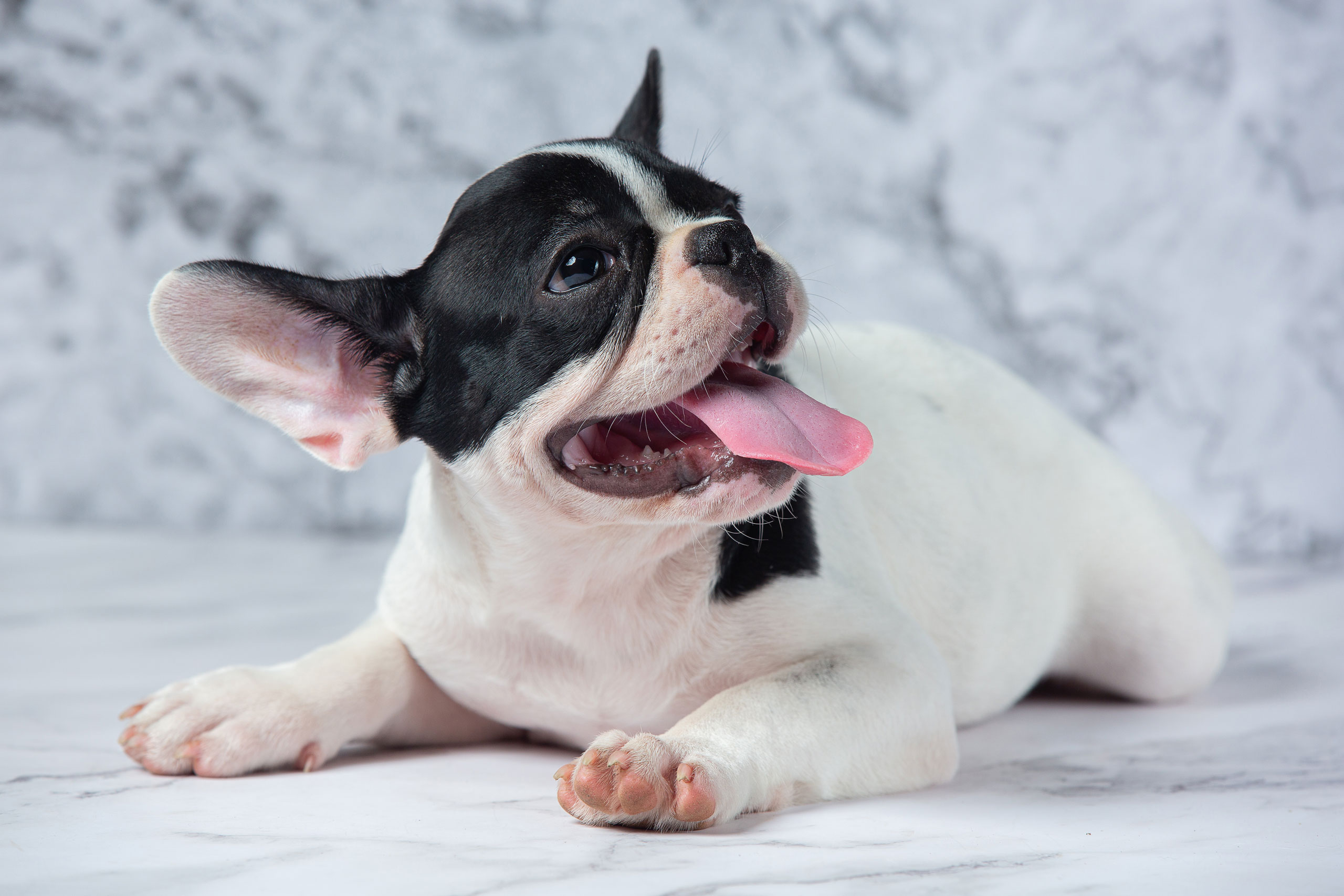 Veterinary Marketing Helps a Stratford, CT Veterinary Practice Protect Its SEO Position