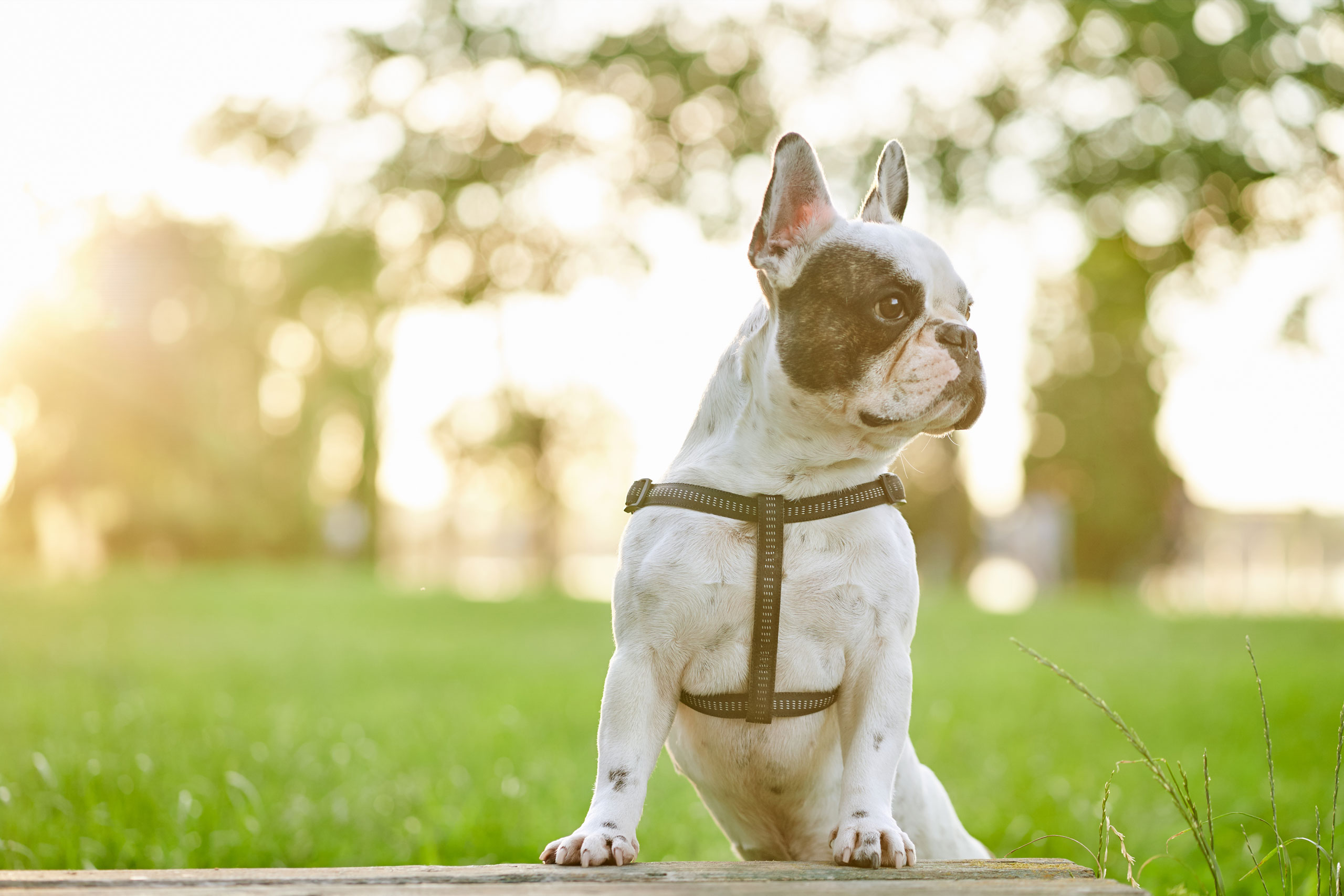 Veterinary Marketing Helps a Huntsville, AL Specialty Hospital Put More of Its Expertise in Front of the Right Audience