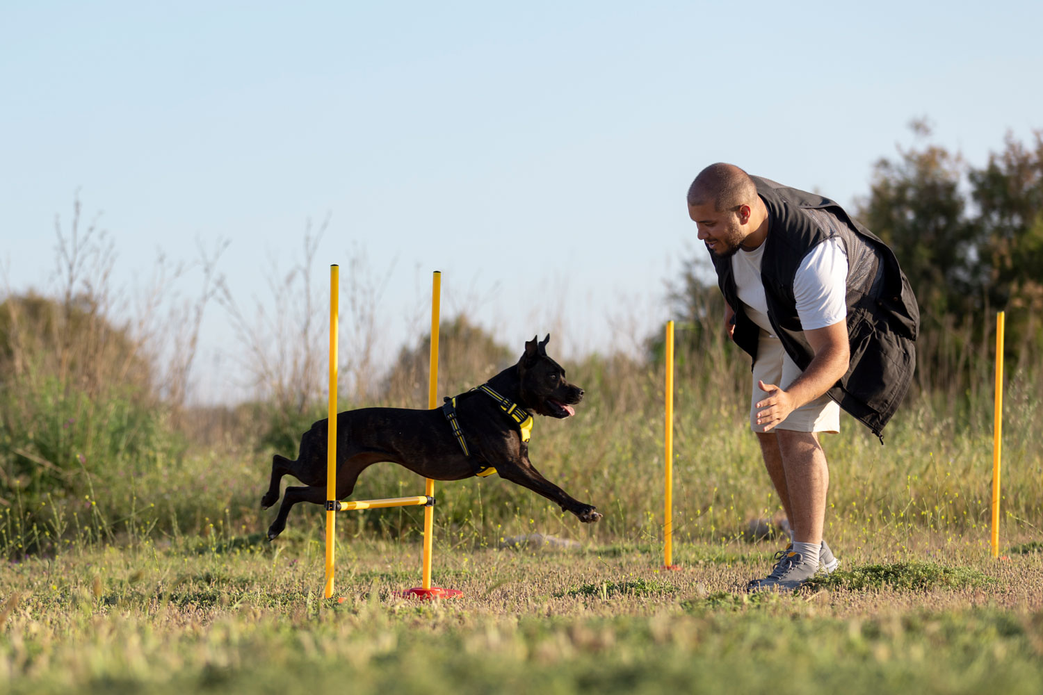 Veterinary Marketing Helps a Miami, FL Dog Training Company Turn a Higher Standard Into a Bigger Opportunity