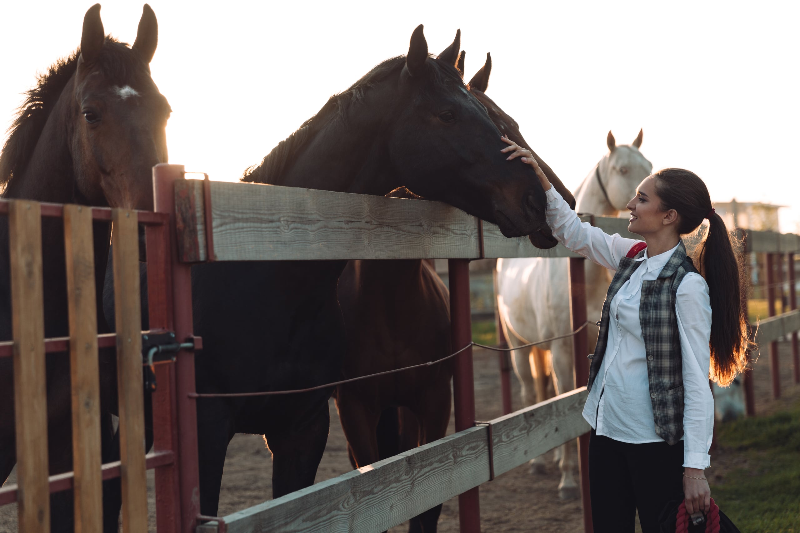 Veterinary Marketing Helps a Jacksonville, NC Equine Professional Bring Horse Care Conversations Online