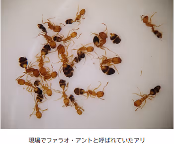 Pharaoh ant.png