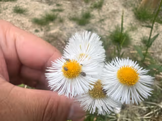 1花に訪れる.png