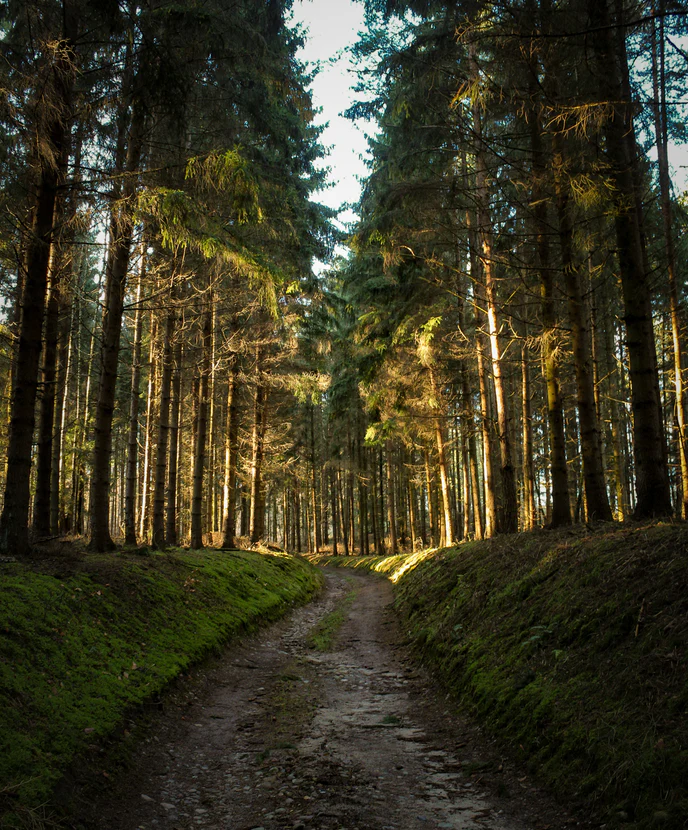 Sunlit forest path winding through tall pine trees with mossy banks