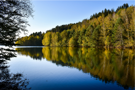 Calm lake reflecting dense forest trees under a clear blue sky.