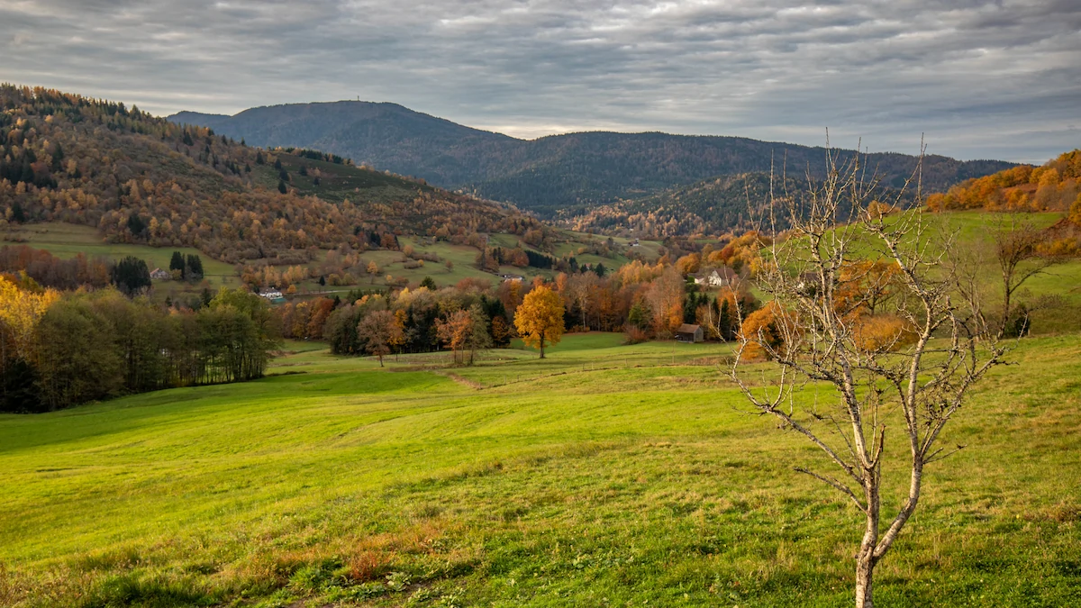 Green grassy hills with a leafless tree in the foreground and forested mountains under a cloudy sky in autumn.