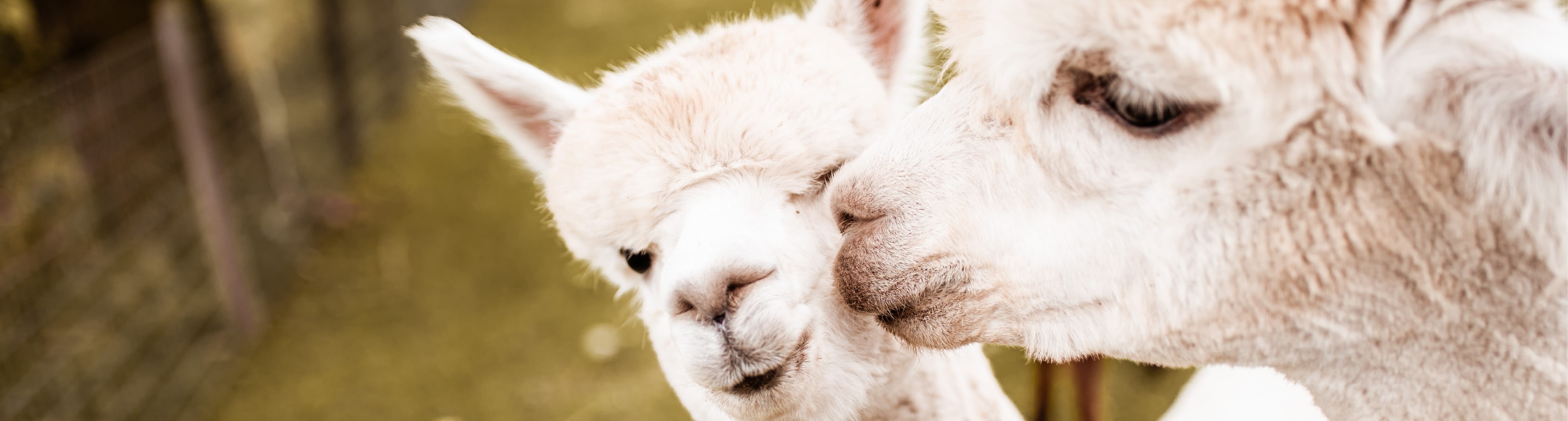 teamuitje-alpace-weide