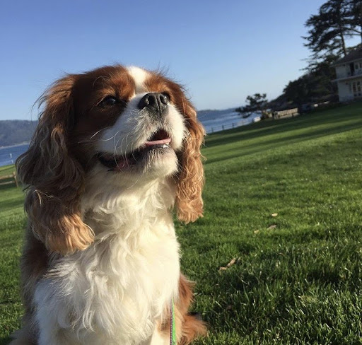 Churchill the King Charles