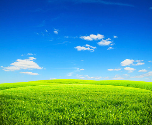 Idealic Green Pasture