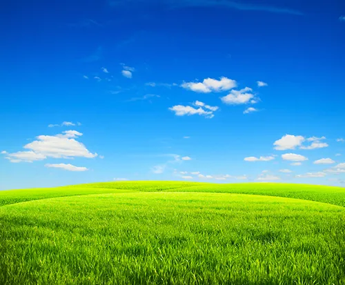 Idealic Green Pasture