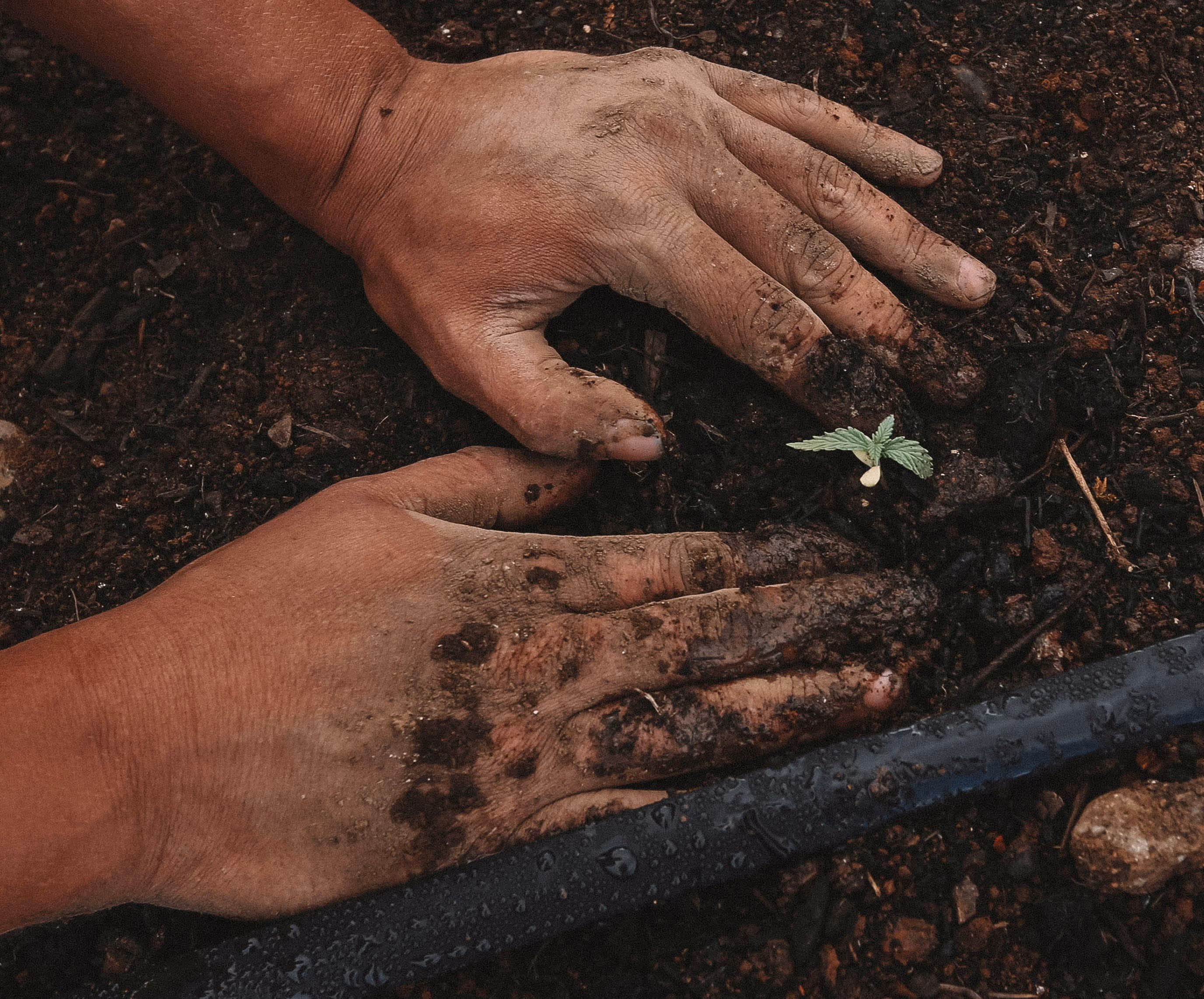 two hands planting a small seed in soil