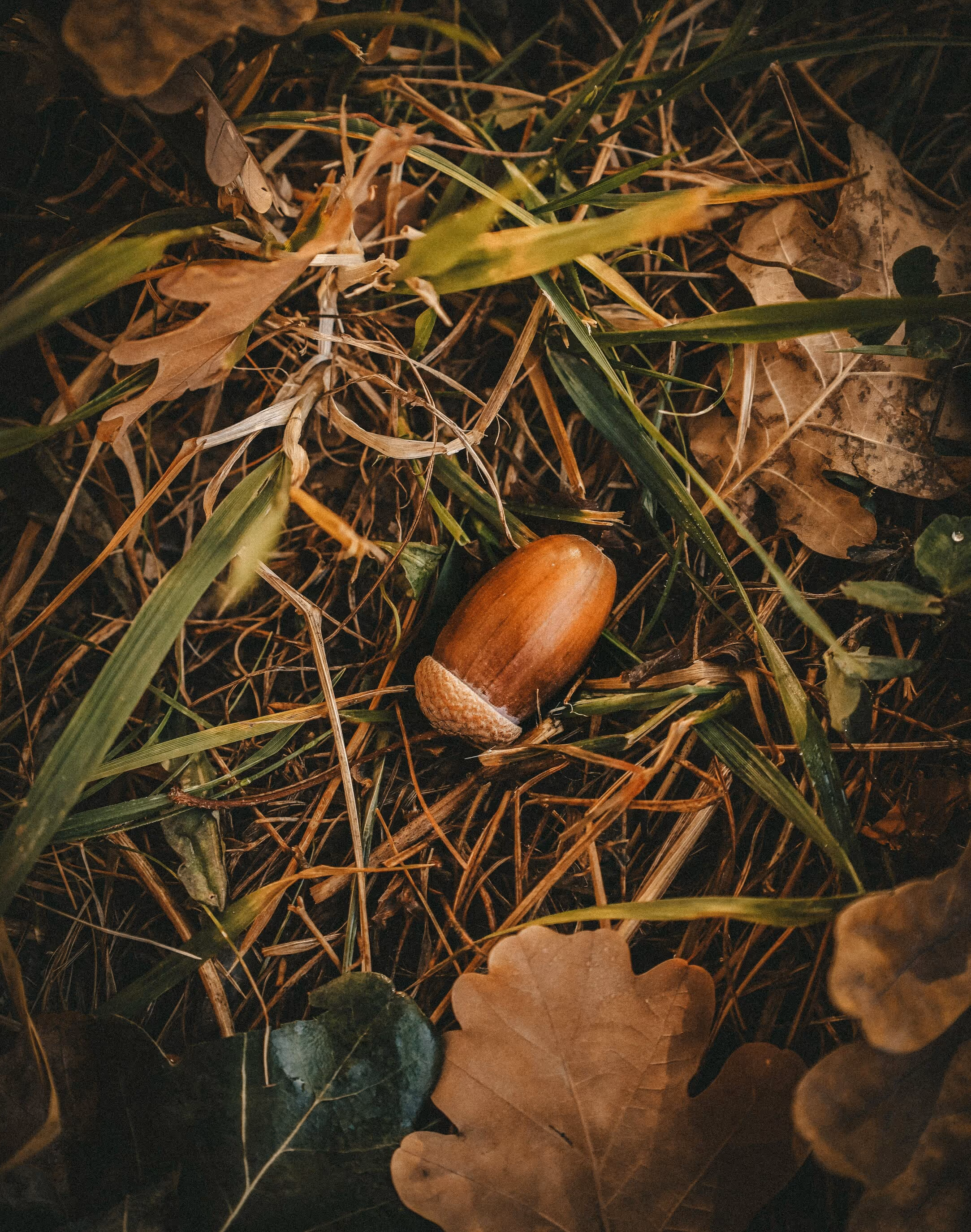 A brown acorn in the grass and leaves