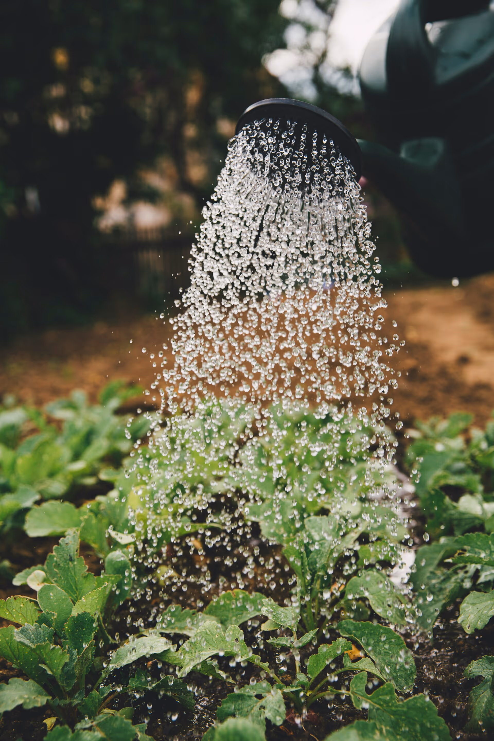 A watering can watering a patch of plants