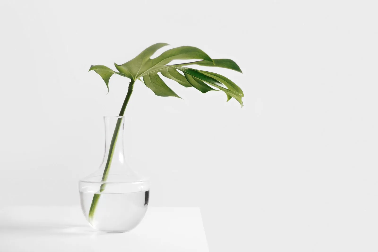 Plant clipping in water
