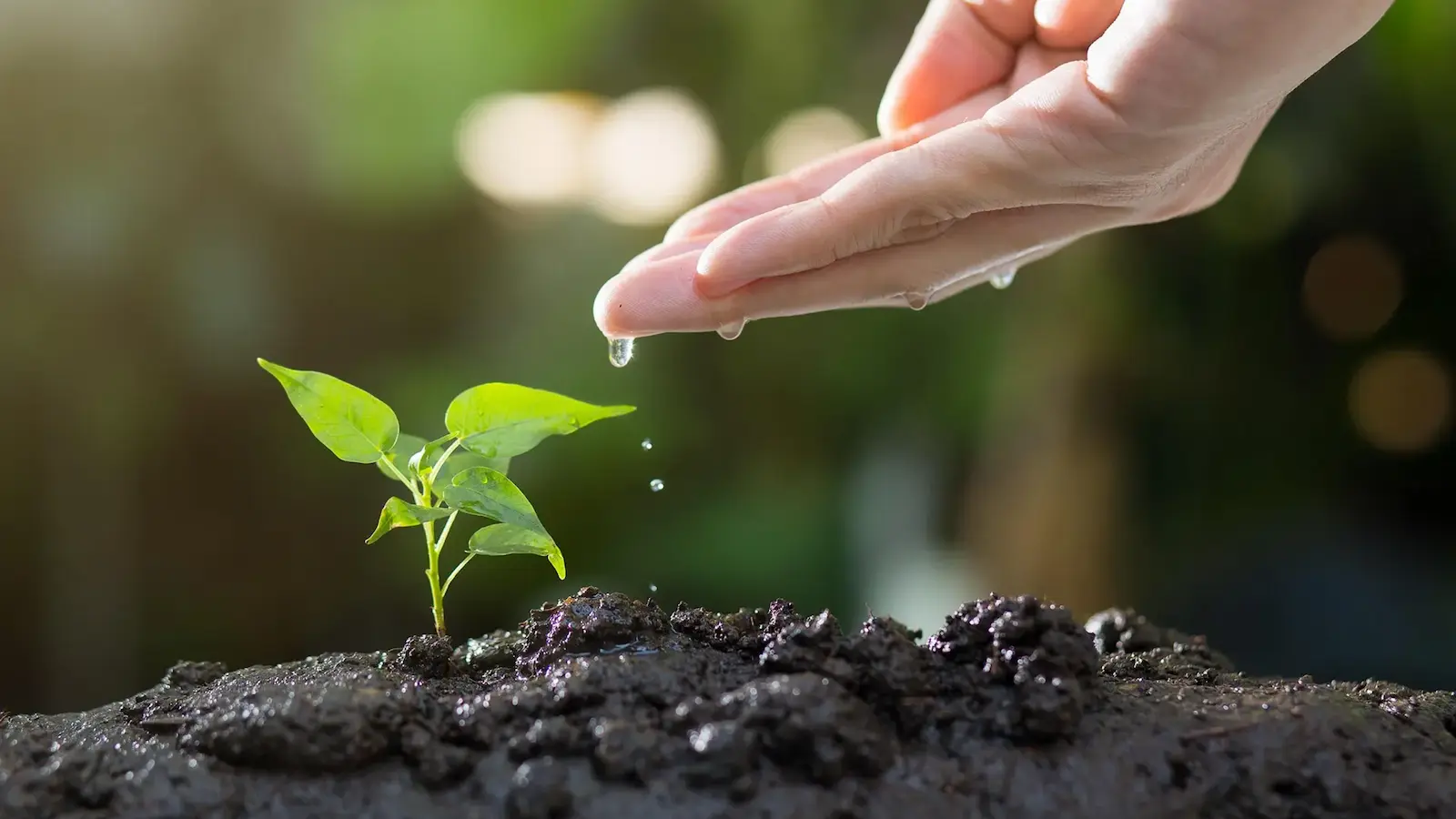 A hand dribbling water onto a seedling in the soil.