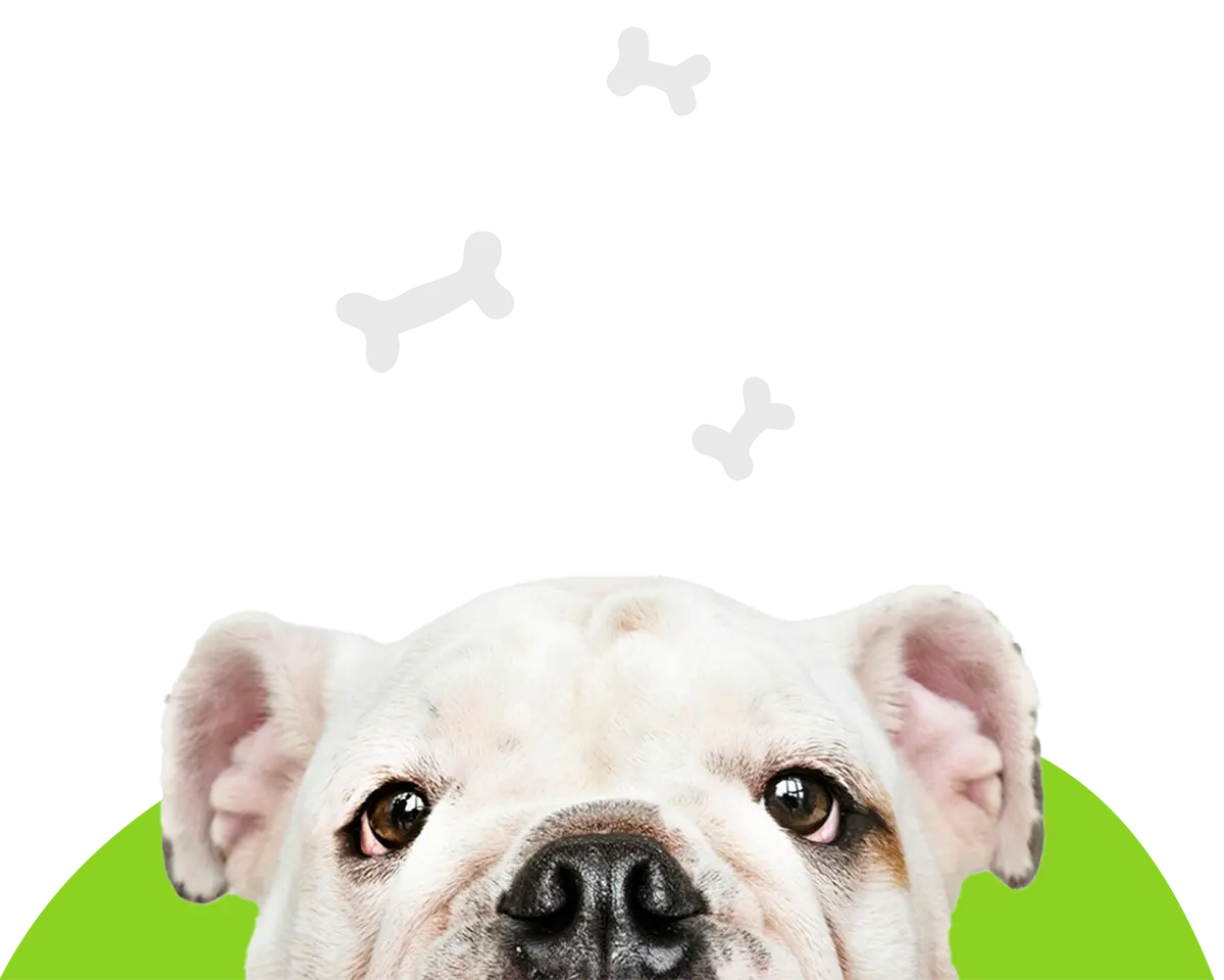 Top of a white bulldog's head peeking out with playful bone icons above it's head