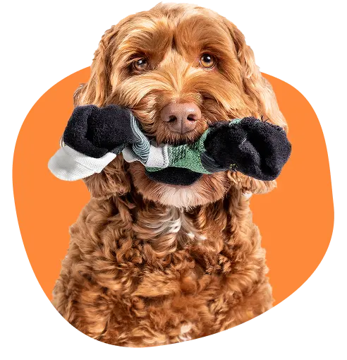 An adorable brown labradoodle with a pair of socks in its mouth