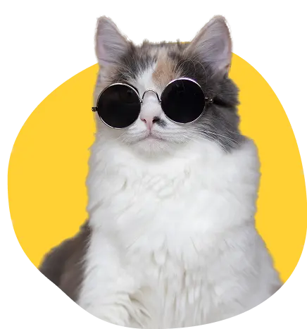 A cool multi-colored cat wearing sunglasses