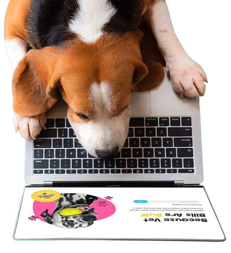 beagle looking at mypetiq.com on laptop