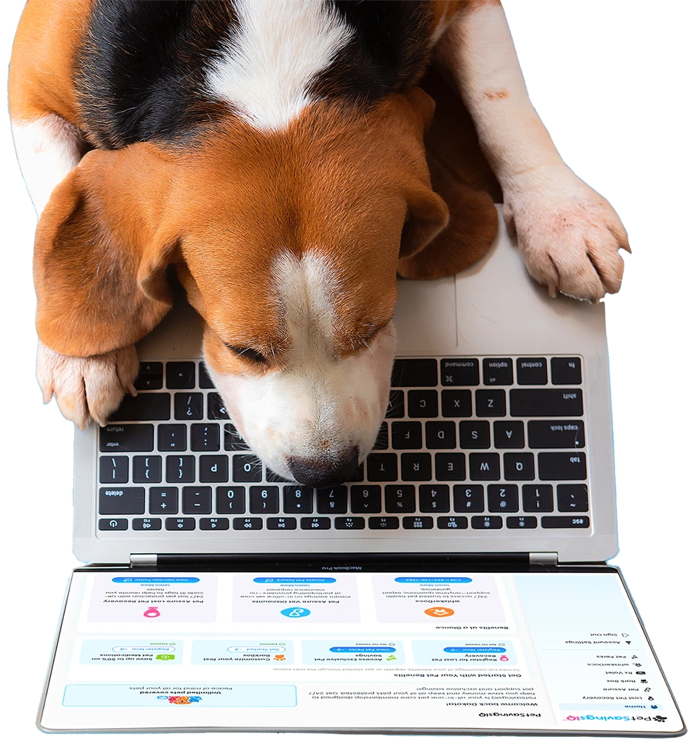 beagle looking at mypetiq.com on laptop