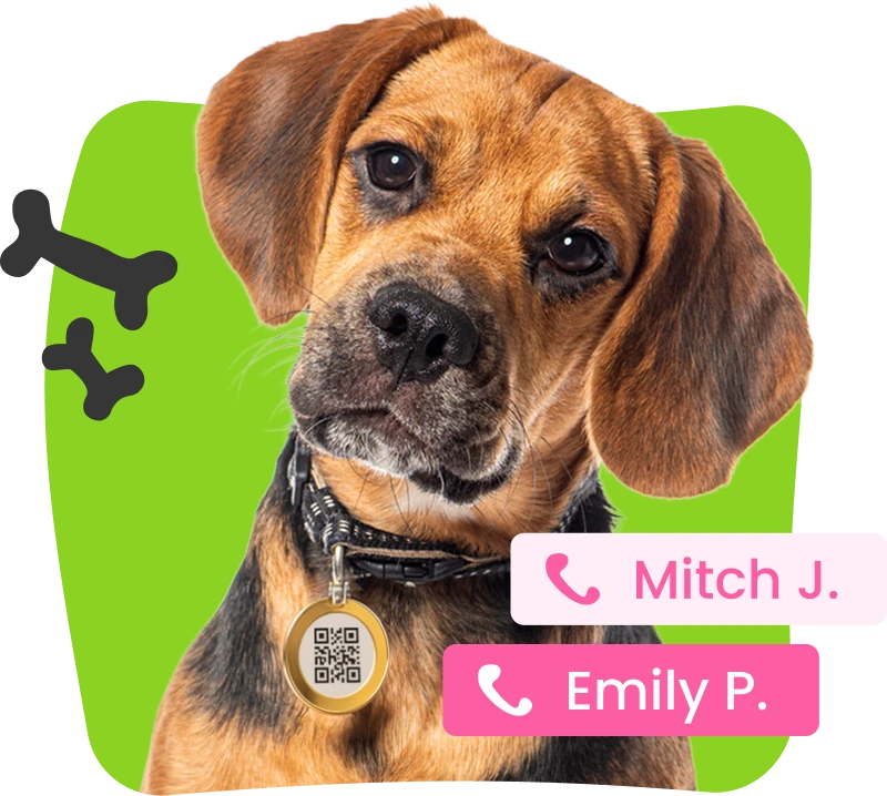 happy dog wearing a PetSavingsIQ Lost Pet Recovery ID with 2 emergency contacts
