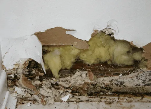 Mold damage remediation services