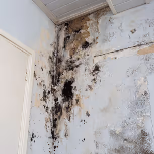 Black mold removal services
