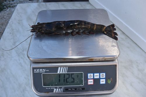 Showing a prawns weight in the scale